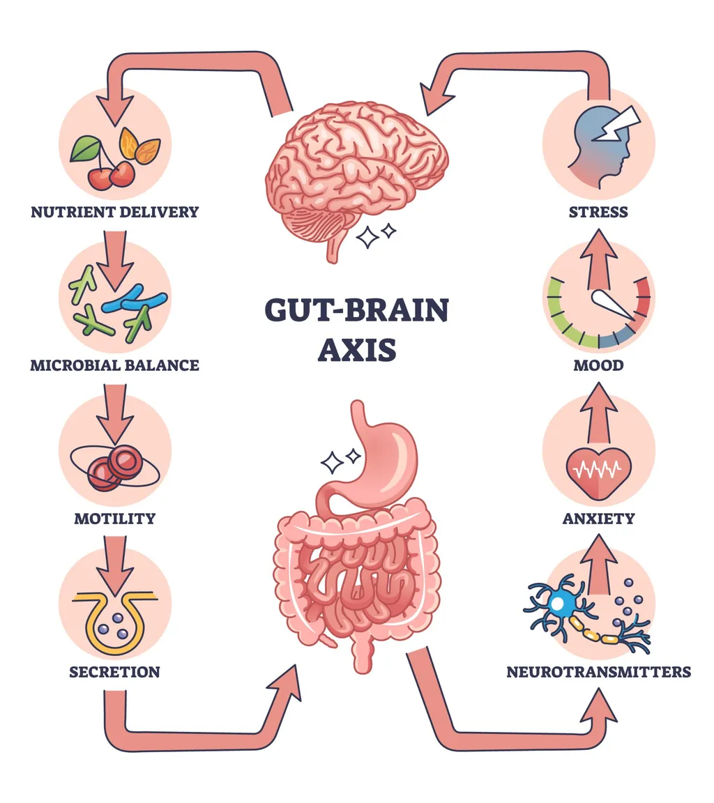 An illustrated infographic titled Gut-Brain Axis showing a bidirectional pathway between a human brain at the top and stomach and intestines at the bottom, surrounded by circular icons detailing nutrient delivery, microbial balance, motility, secretion, stress, mood, anxiety, and neurotransmitters.